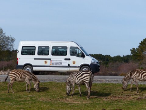 RESERVA AFRICANA SIGEAN: AGOSTO 2025